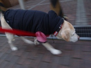 犬の血液型と性格?