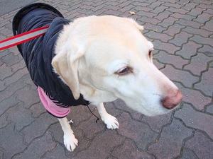犬は言葉を話せるか?