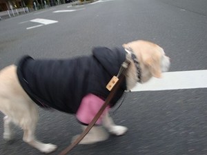 犬は言葉を話せるか?