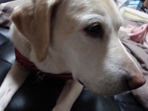 盲導犬にご理解を@障害者週間