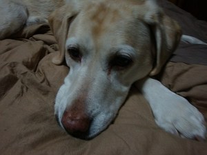 犬は言葉を話せるか?