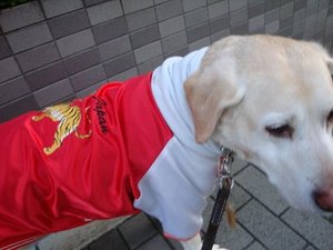 NIKEのイヤーマフと猿ダンゴ