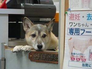 看板犬?Part2@井元動物病院(後編)