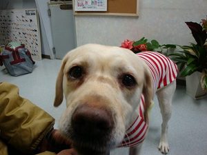 ガールズトークと渋谷語辞典
