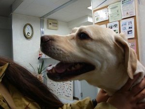 ガールズトークと渋谷語辞典