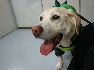 狂犬病予防接種シーズンです♪