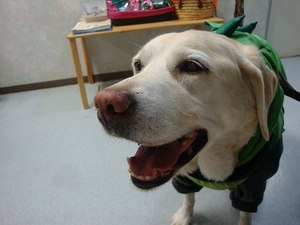 狂犬病予防接種シーズンです♪