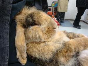 狂犬病予防接種シーズンです♪