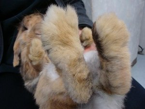 狂犬病予防接種シーズンです♪