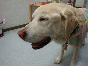 モリモリプリプリで看板犬復帰だよん!