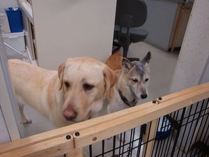 動物の白目はなぜないの?