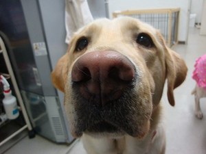 看護士犬ビル子、もうすぐ2歳
