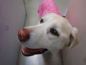 看護士犬ビル子、もうすぐ2歳