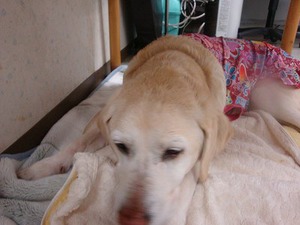 女王様、今日のお好みは?