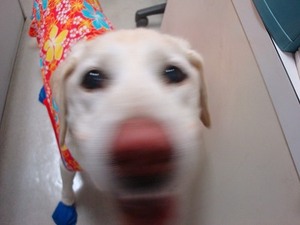 なんとかお腹に収まってる?