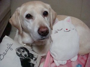 せんねん灸