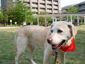 犬の通信簿