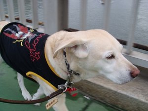 ふたりのヴィッキー