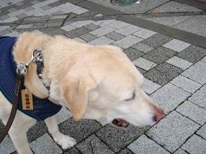 犬の社会性とノーリード