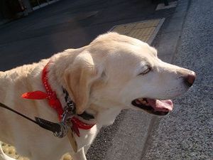 みどりのマキバオー