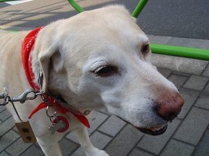 佃名物『たかさごのやき豚』
