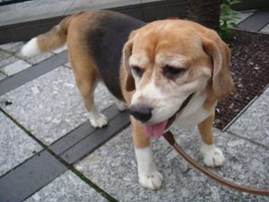 お散歩友達てんこもり♪