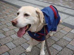 シニア犬とレインコート選び