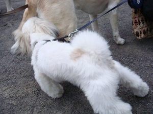 お散歩友達てんこもり♪