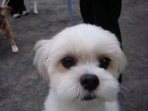 11月11日は『犬の日』です