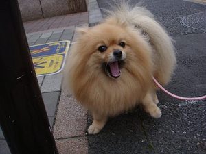 東京大学の大賀蓮と『観蓮会』