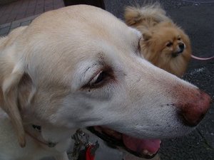 東京大学の大賀蓮と『観蓮会』