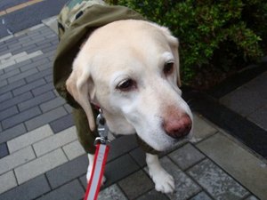 ボーダー基金