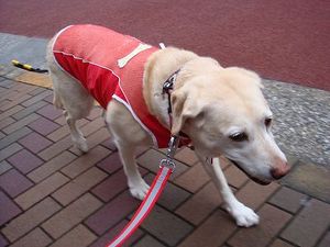 雨上がりベスト