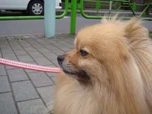 真夏のお犬様事情