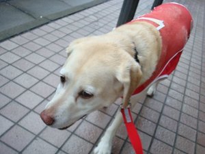 熱中症?・・・になった理由