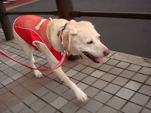 シニア犬とレインコート選び