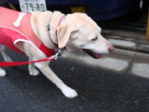 盲導犬サポートSHOP