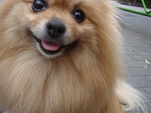 この場を借りてありがとワン♪