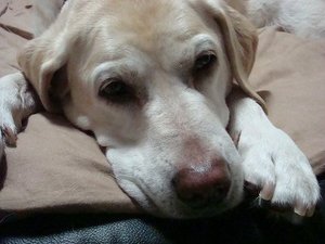 真夏のお犬様事情
