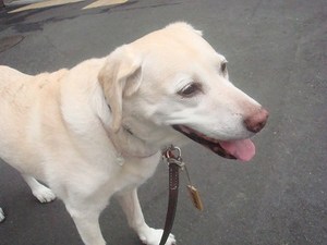 この場を借りてありがとワン♪