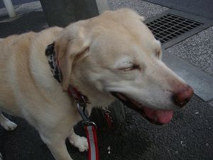 危険なmicrosoftのupdate