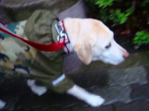 ボーダー基金
