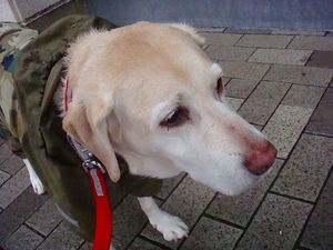 島根あさひ盲導犬パピープロジェクト スタート
