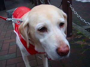 「猫返し神社」で迷子犬祈願