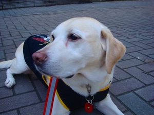 盲導犬イベント情報満載です♪