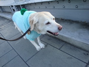 ブサ可愛い秋田犬の『わさおくん』