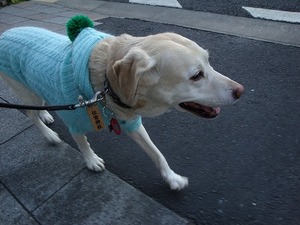 ブサ可愛い秋田犬の『わさおくん』