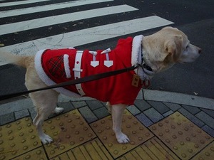 「ペット税」導入論