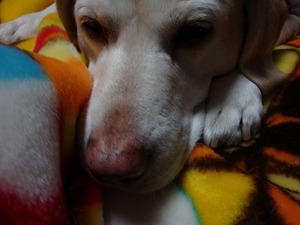 1月11日は犬の日ですワン