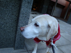 1月11日は犬の日ですワン